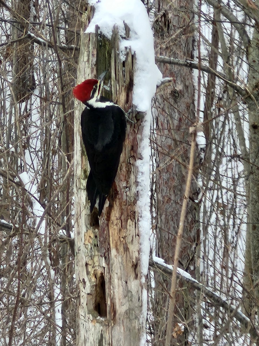 エボシクマゲラ - ML646046671