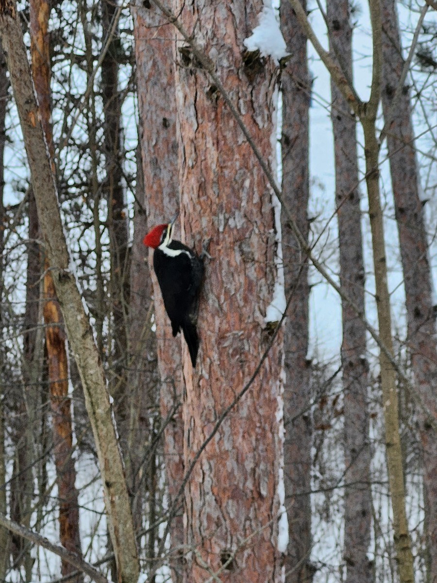 エボシクマゲラ - ML646046672
