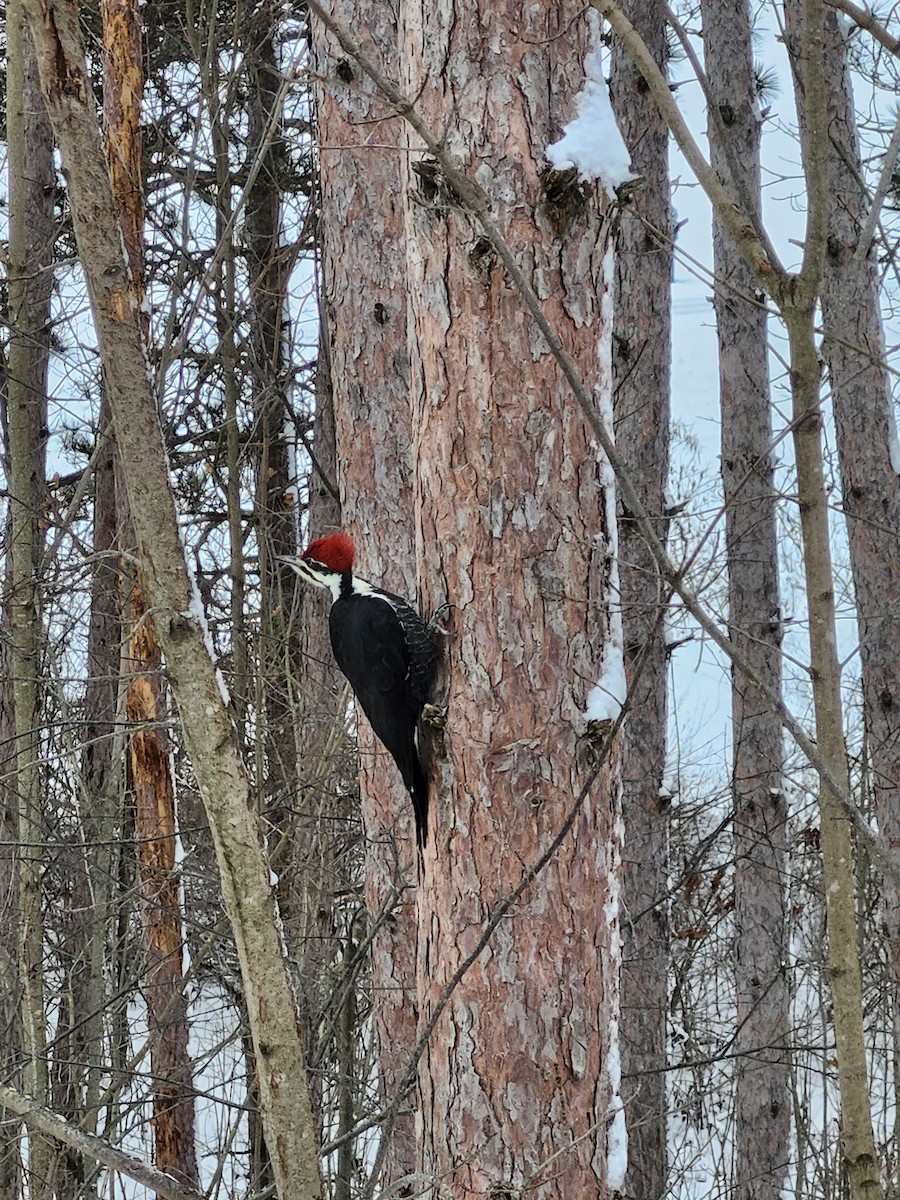 エボシクマゲラ - ML646046674