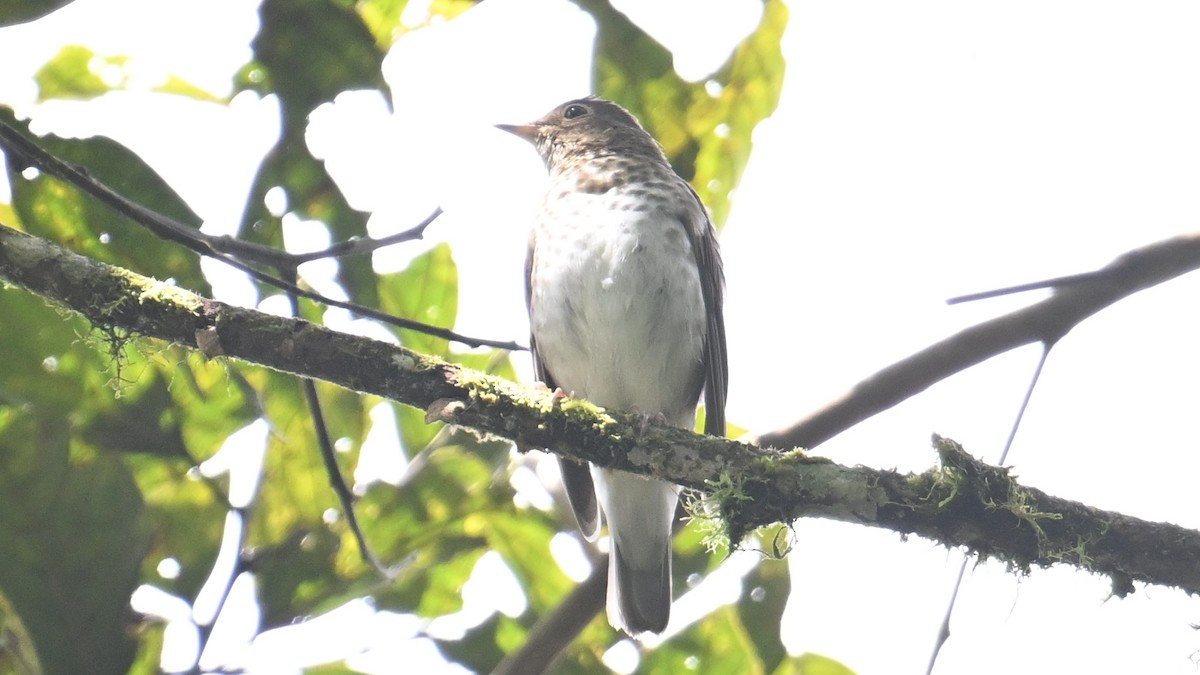 Swainson's Thrush - ML646046675