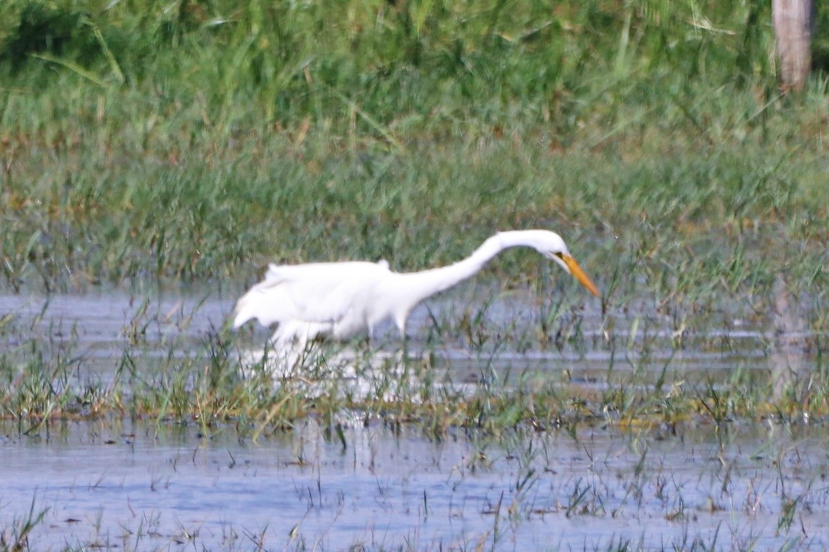 Great Egret - ML646046687