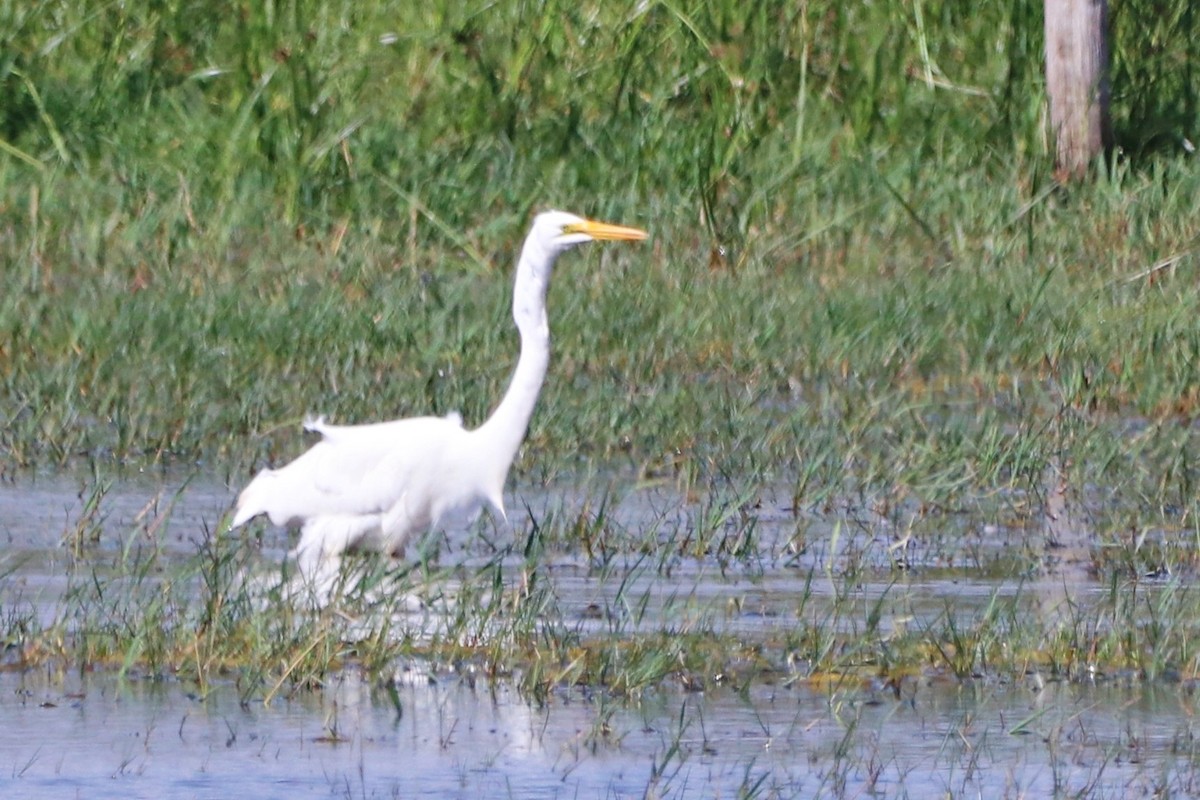 Great Egret - ML646046688
