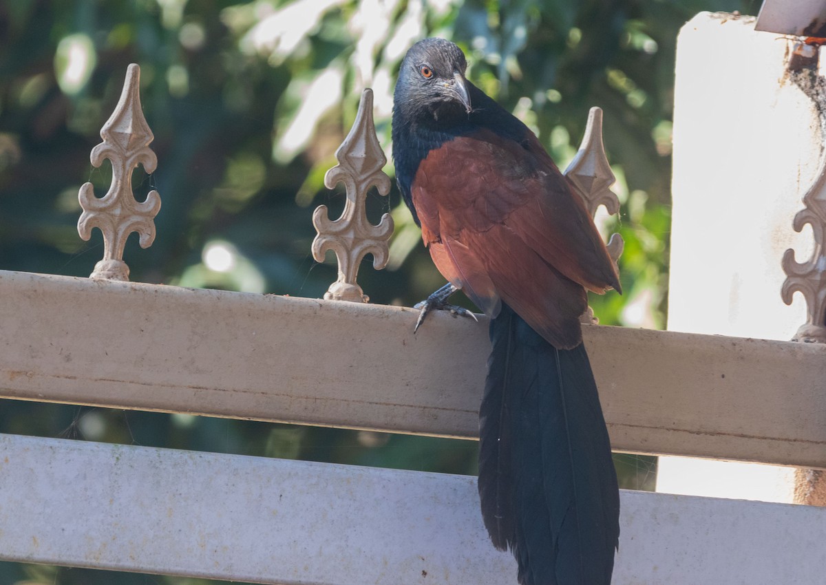 Greater Coucal - ML646046691