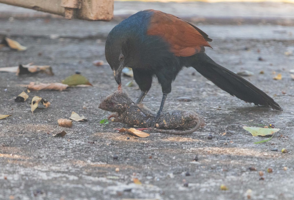 Greater Coucal - ML646046692