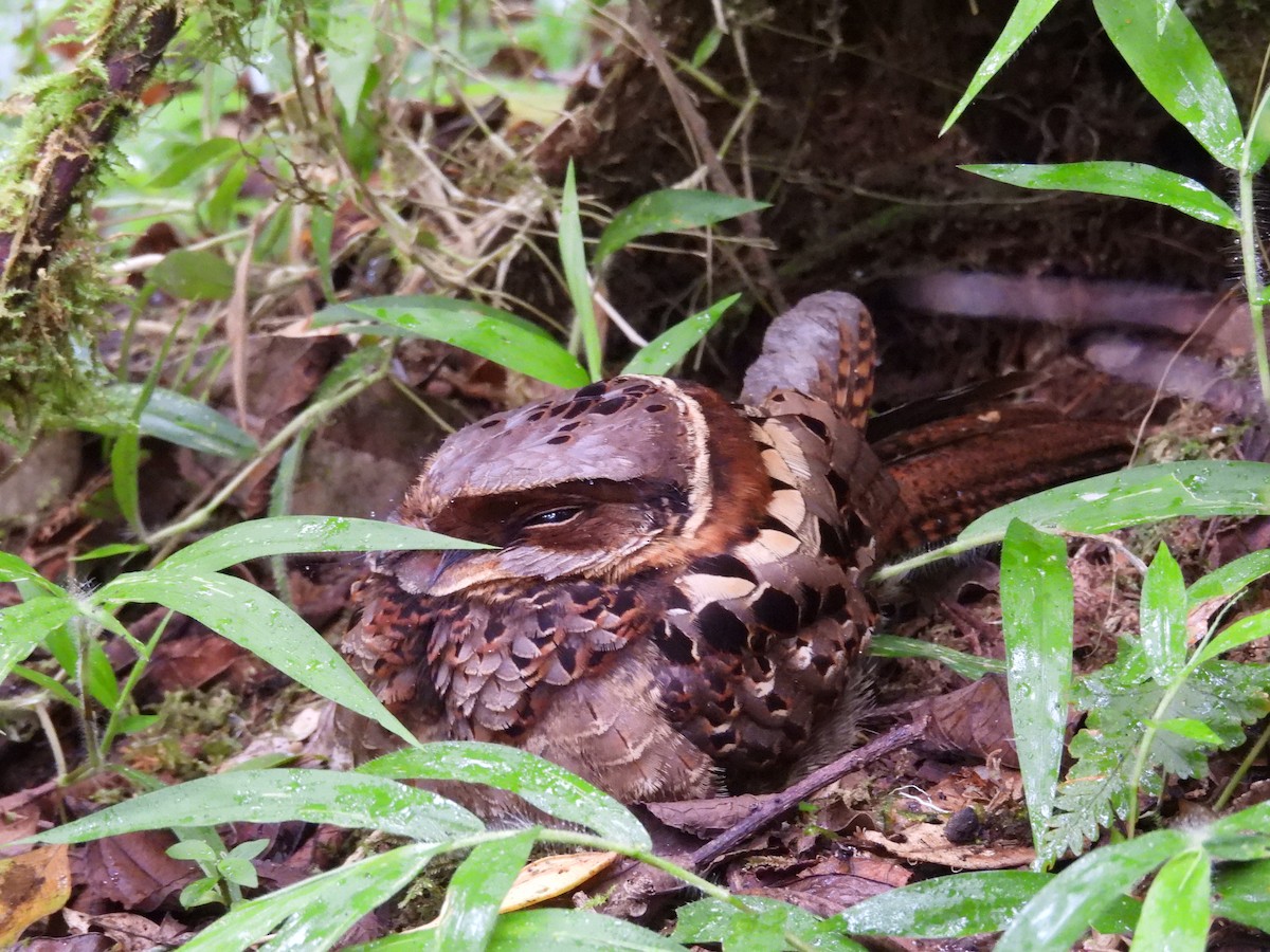 Collared Nightjar - ML646046698