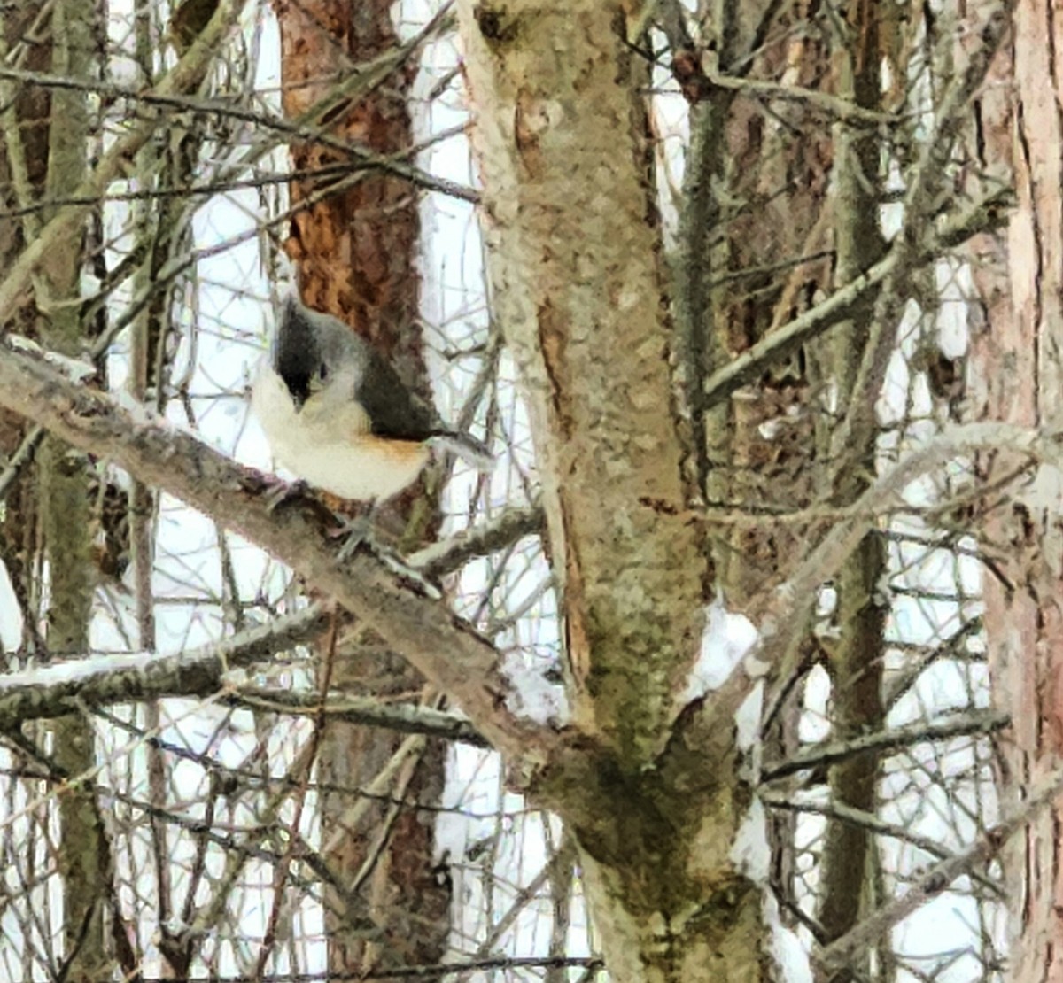 エボシガラ - ML646046701