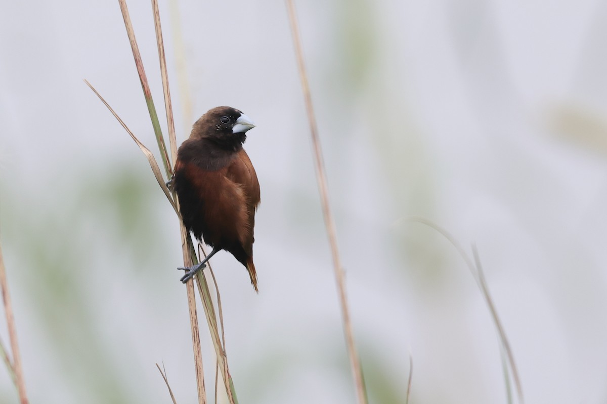 Capuchino Castaño - ML646046702