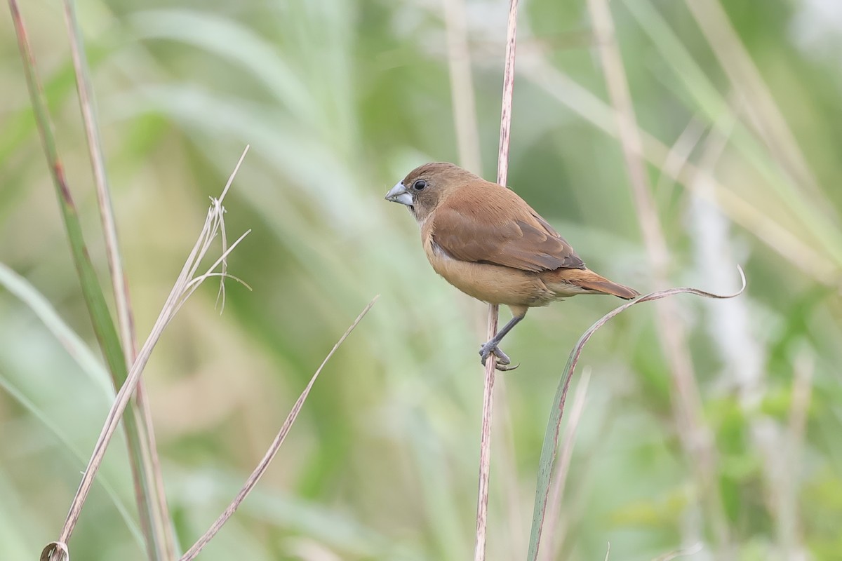 Capuchino Castaño - ML646046703