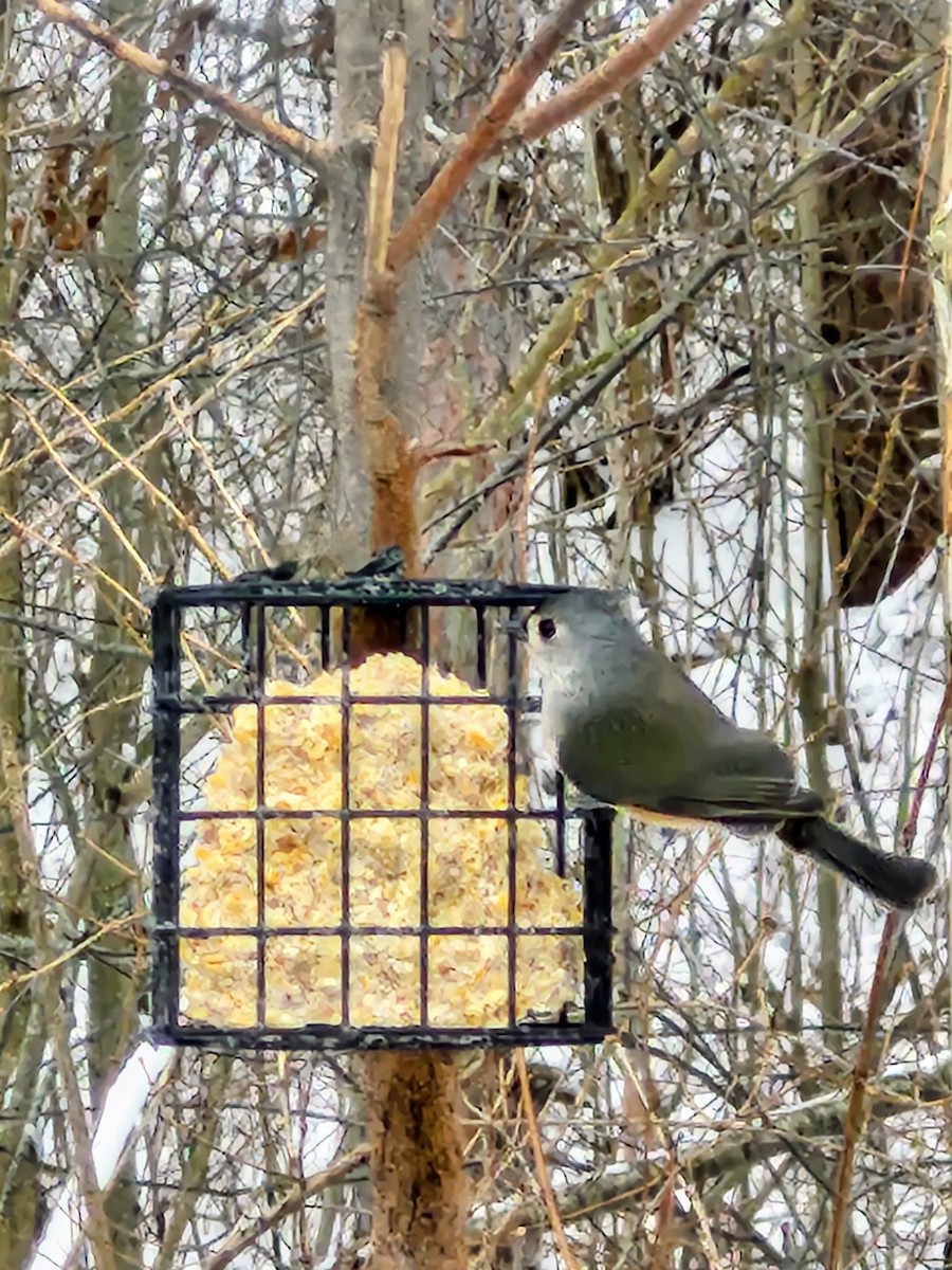 エボシガラ - ML646046707