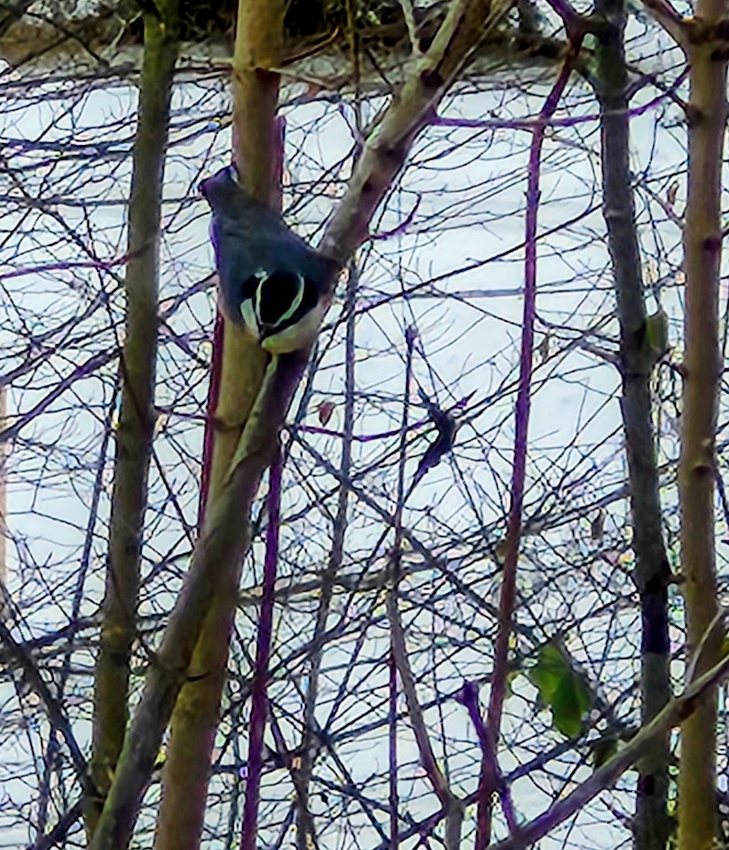 ムネアカゴジュウカラ - ML646046711