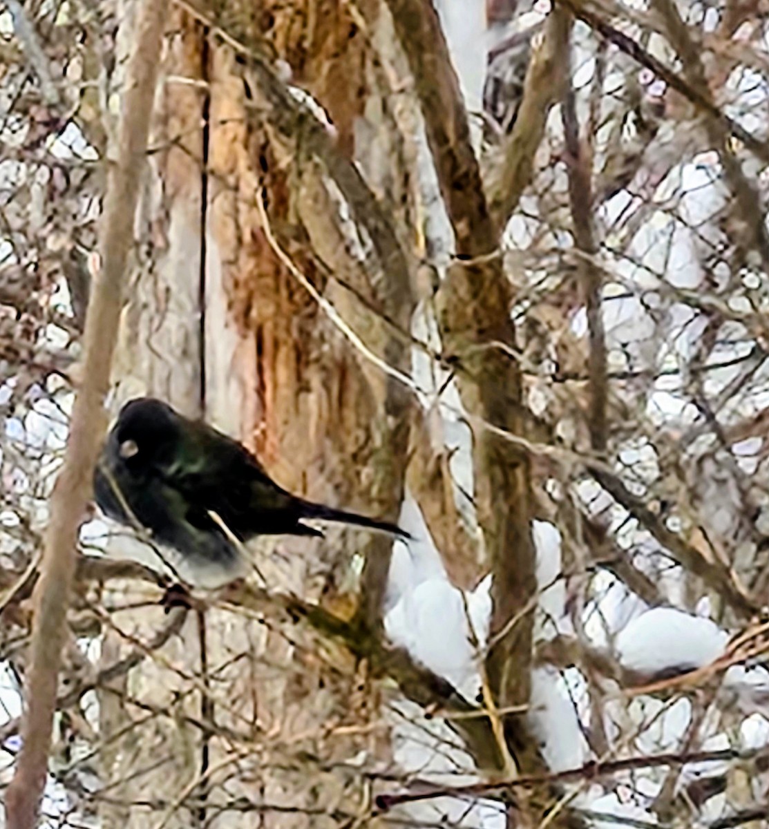 Dark-eyed Junco - ML646046716