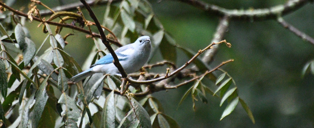 Blue-gray Tanager - ML646046717