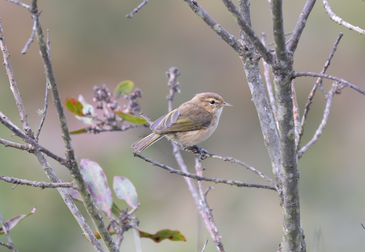 Brown Woodland-Warbler - ML646046718