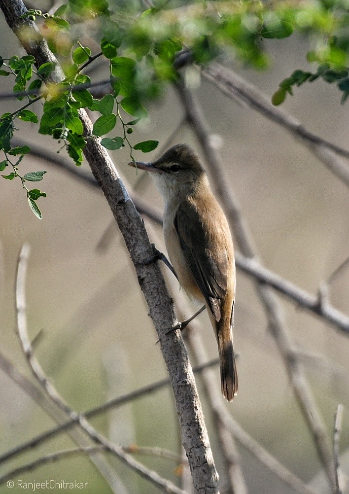 קנית אפריקנית - ML646046723