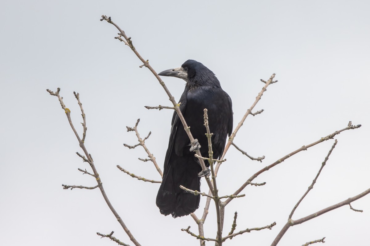 Ekin Kargası - ML646046724