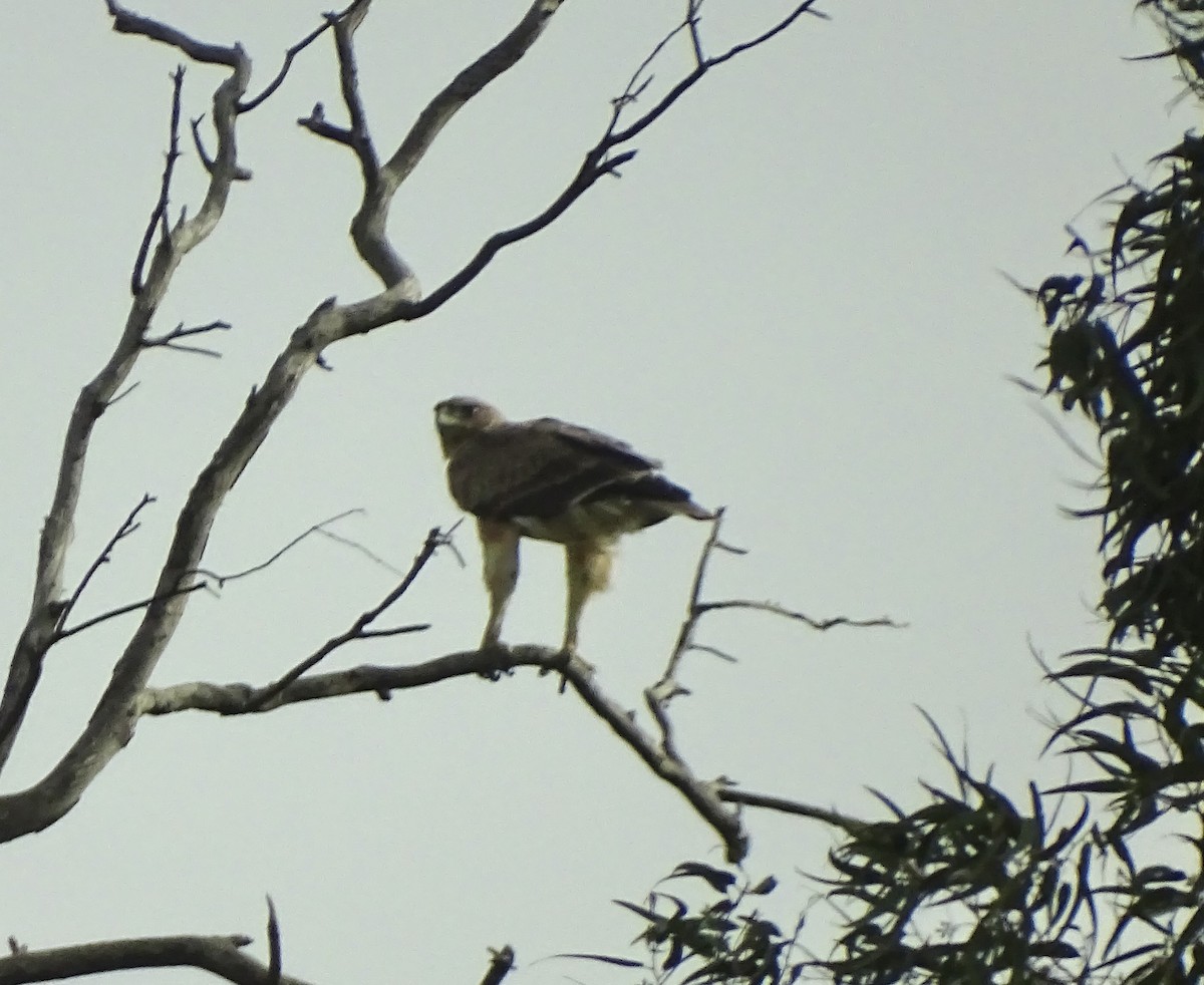 Booted Eagle - ML646046732