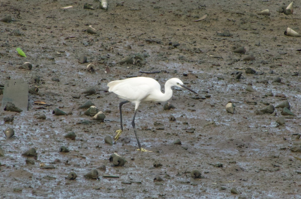 Little Egret - ML646046733