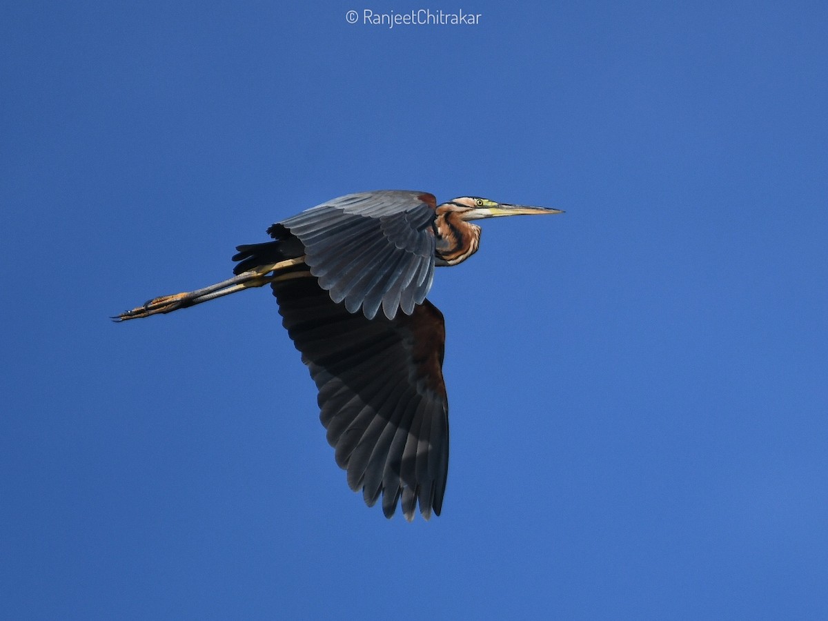 Purple Heron - ML646046738