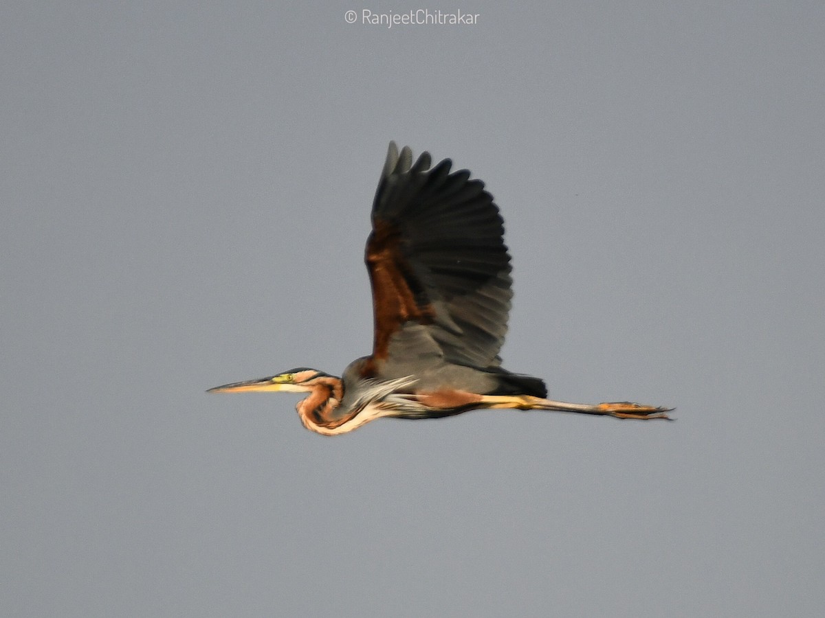 Purple Heron - ML646046739