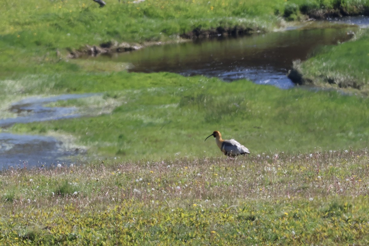 Чернолицый ибис - ML646046743
