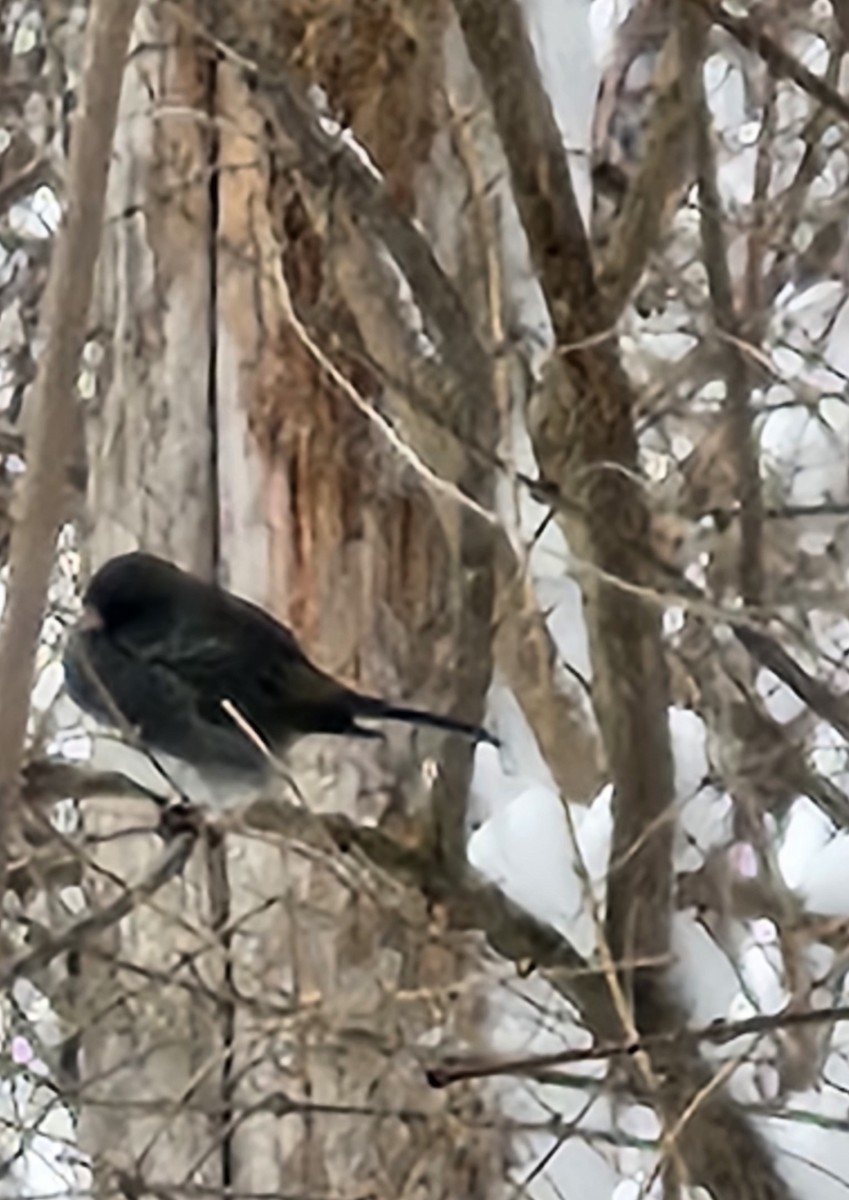 Dark-eyed Junco - ML646046744