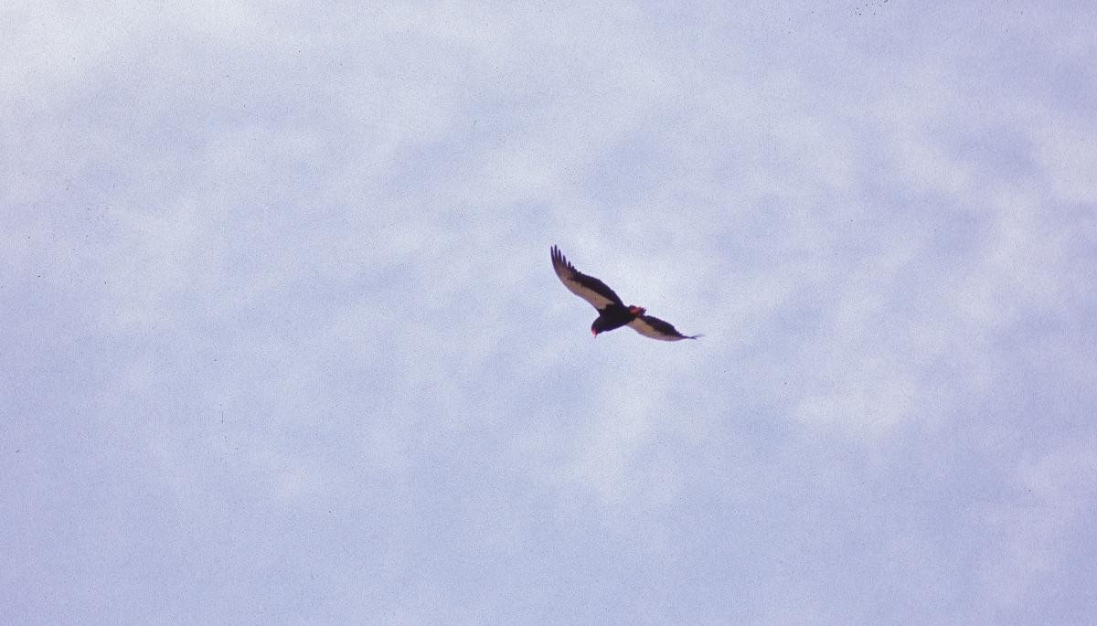 Bateleur - ML646046745