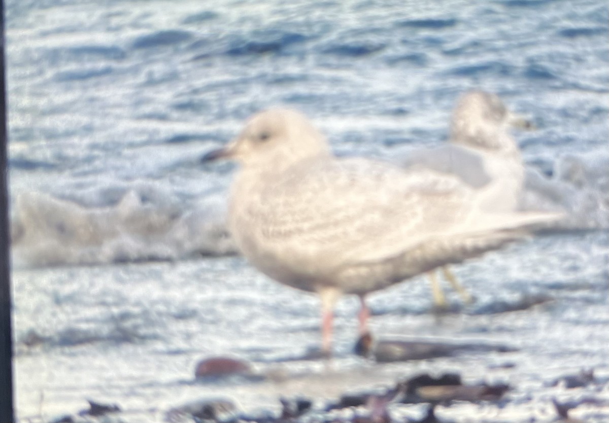 Iceland Gull - ML646046746