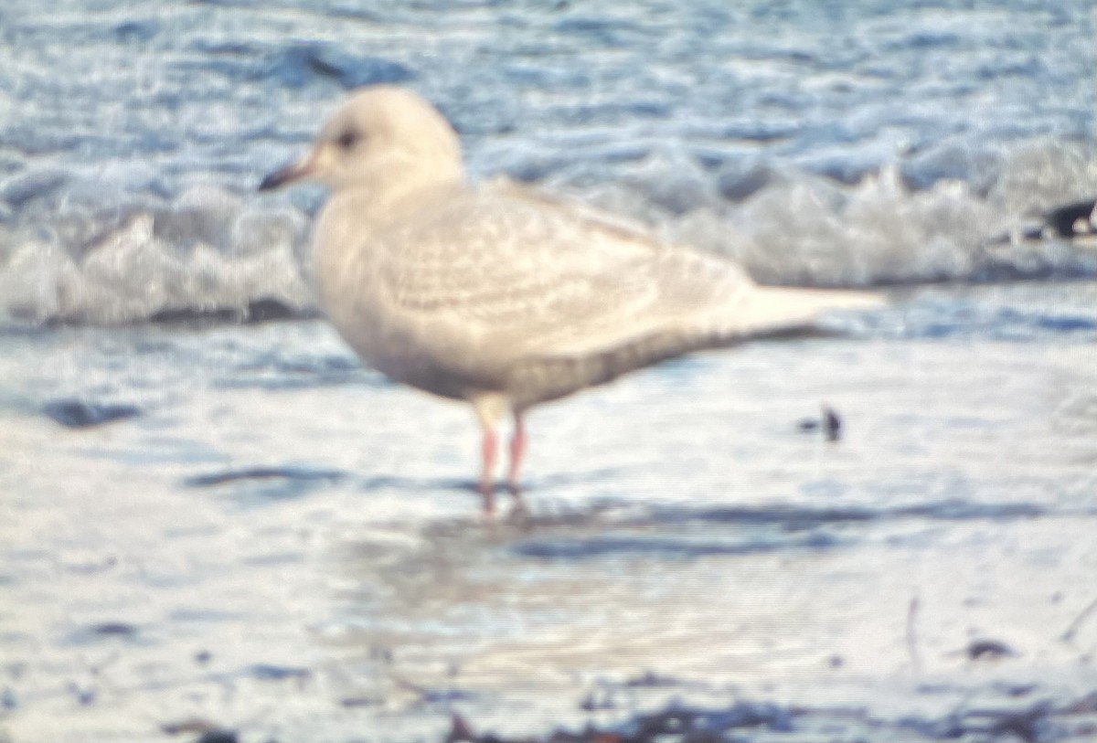 Iceland Gull - ML646046747