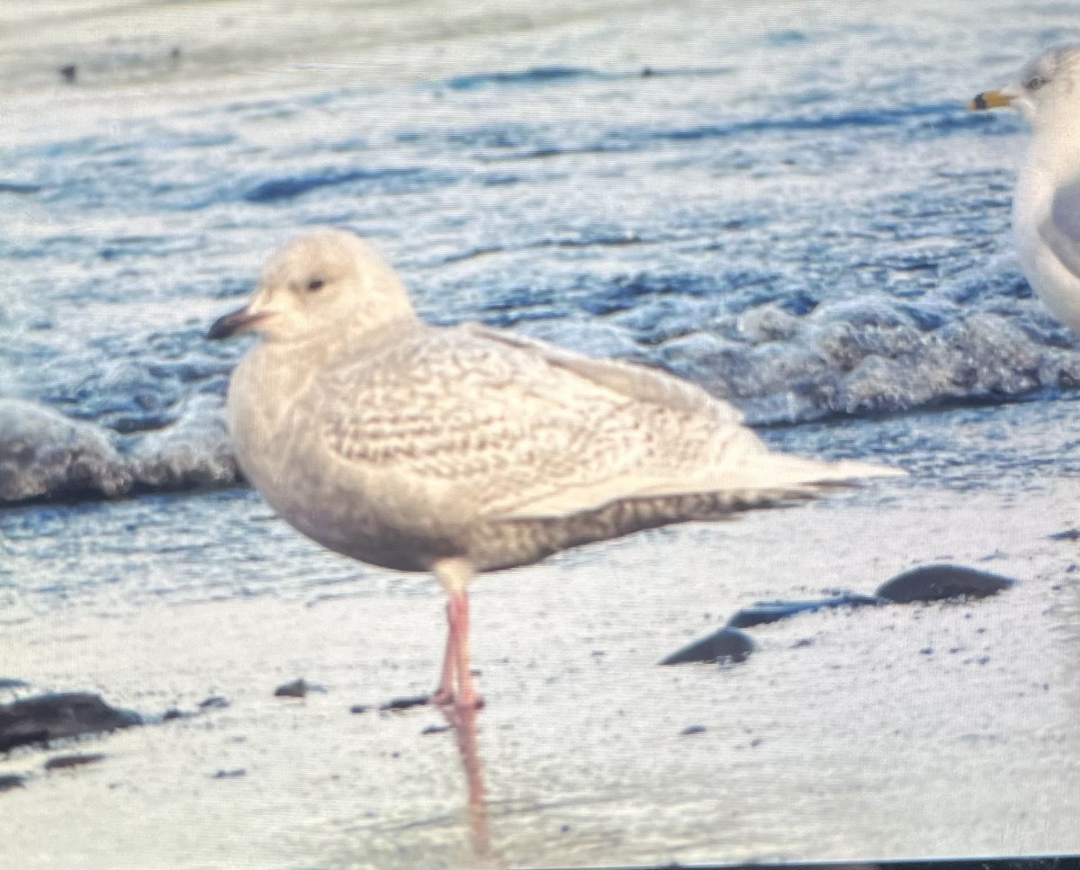 Iceland Gull - ML646046748
