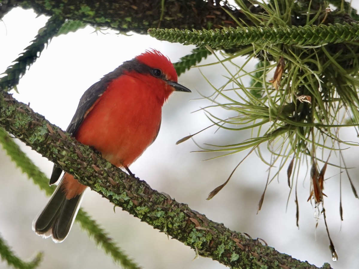 Vermilion Flycatcher - ML646046749