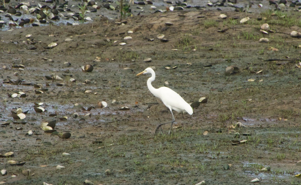 Medium Egret - ML646046750