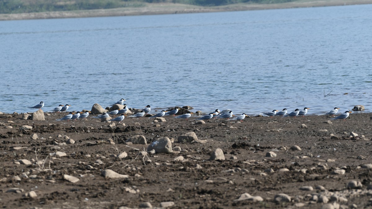 River Tern - ML646046752