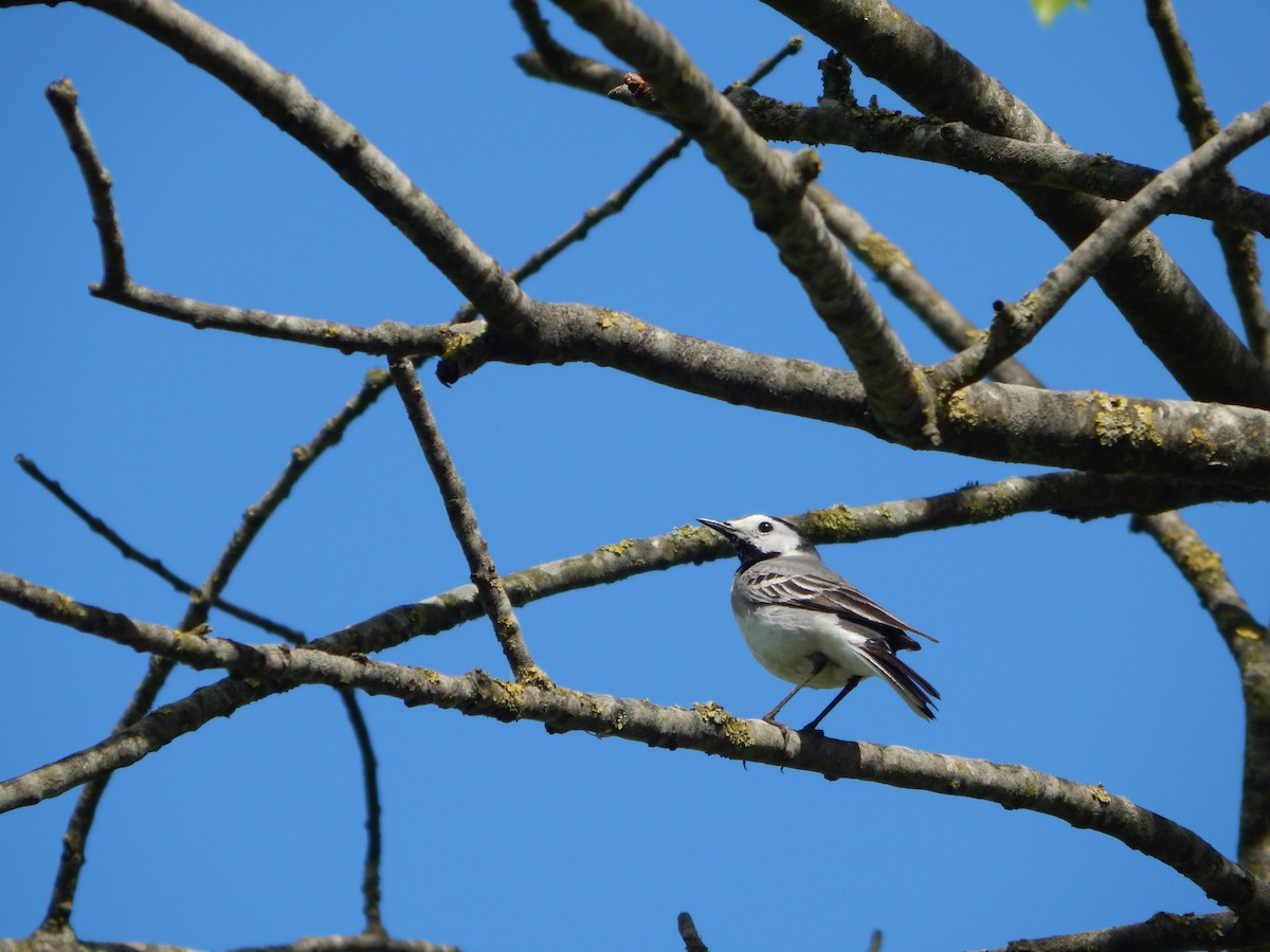 White Wagtail - ML646046753