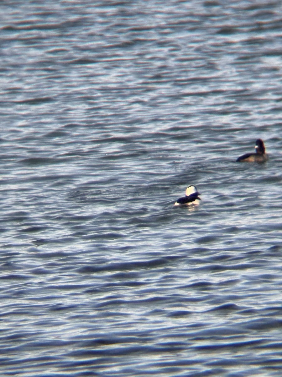 Murgilari buruzuria - ML646046774