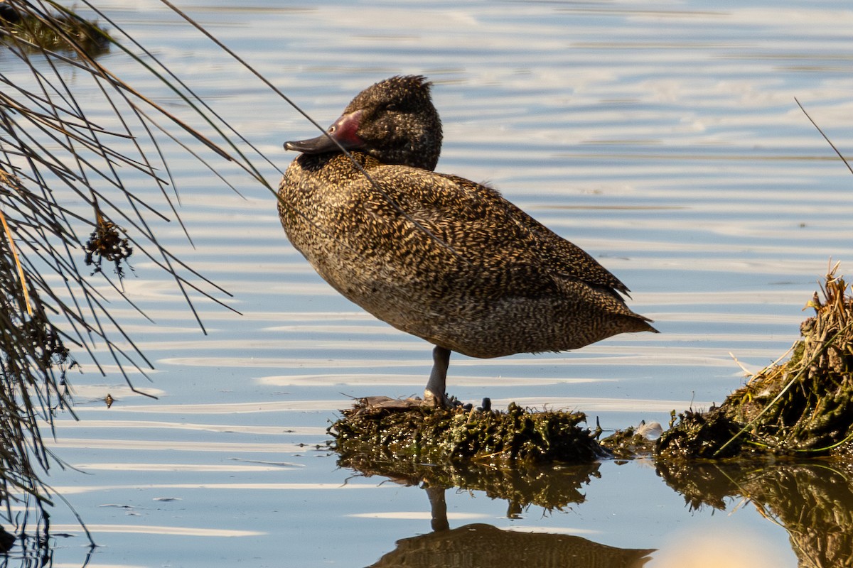Freckled Duck - ML646046775