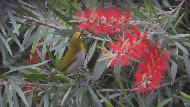 Indian White-eye - ML646046779