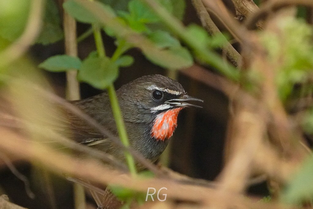 Siberian Rubythroat - ML646046781