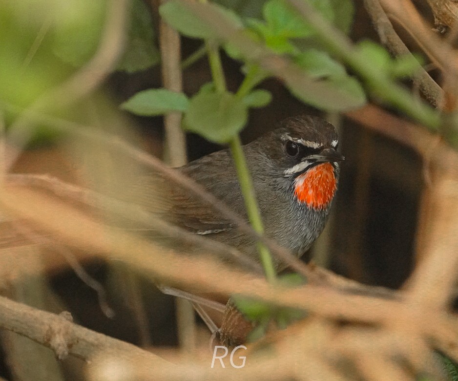 Siberian Rubythroat - ML646046782