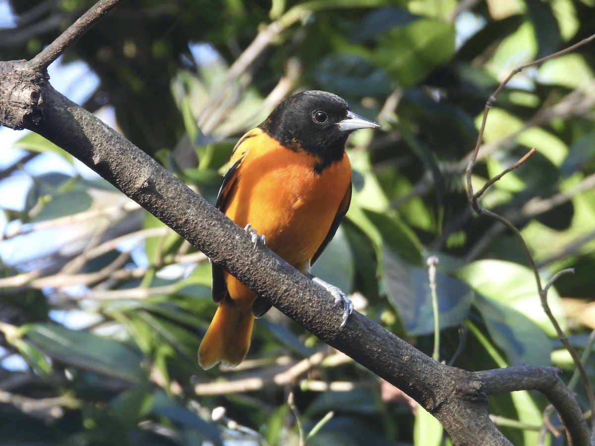 ボルチモアムクドリモドキ - ML646046787