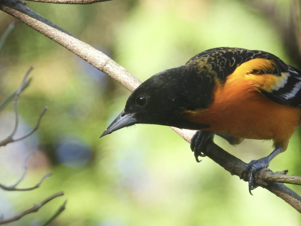 ボルチモアムクドリモドキ - ML646046794