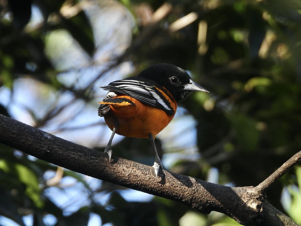 ボルチモアムクドリモドキ - ML646046801