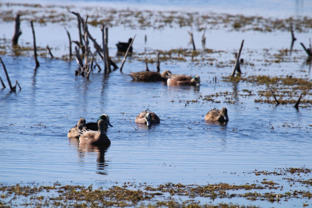 American Wigeon - ML646046804