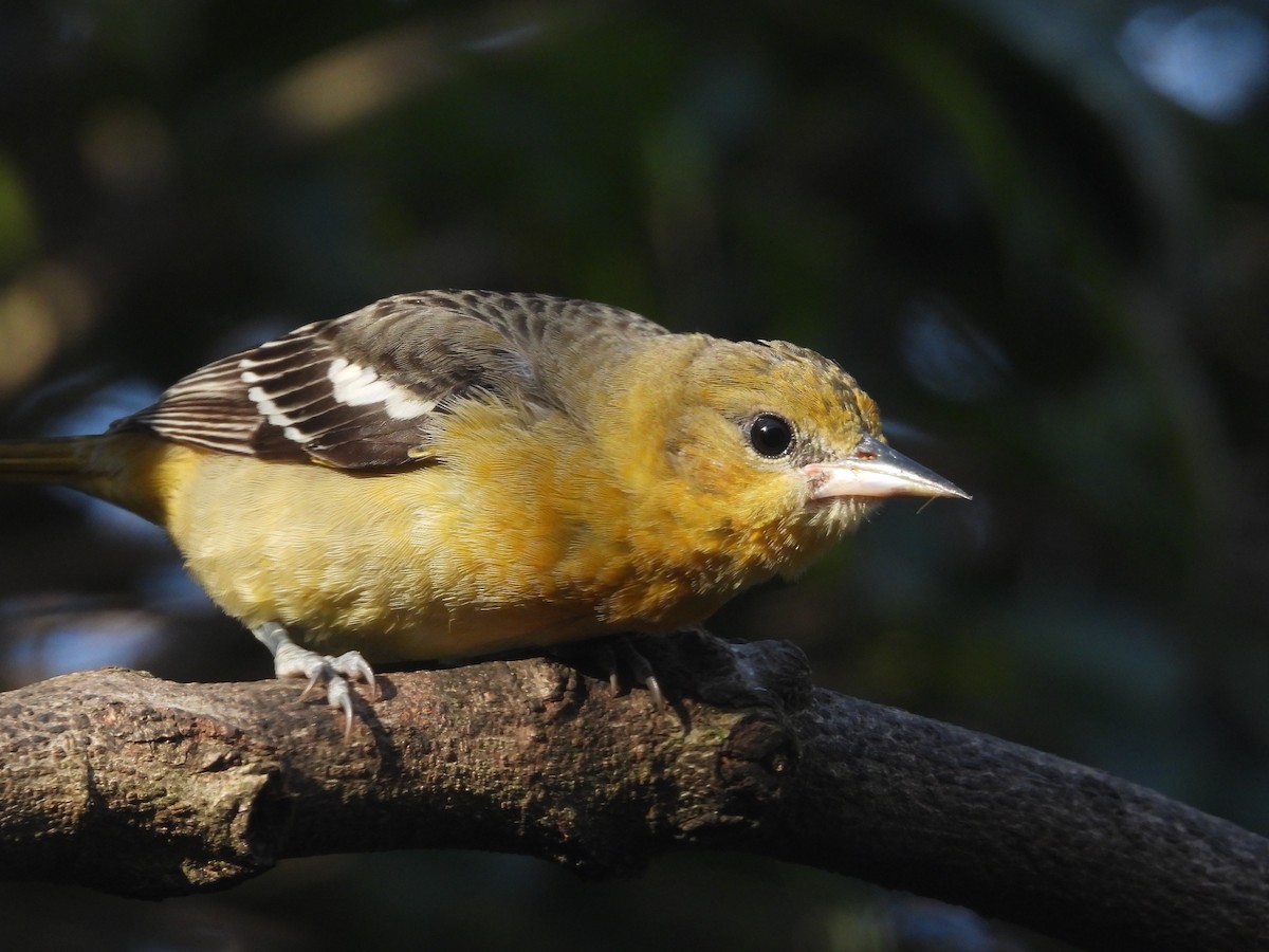 ボルチモアムクドリモドキ - ML646046808