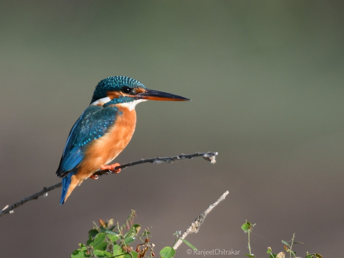 Common Kingfisher - ML646046812