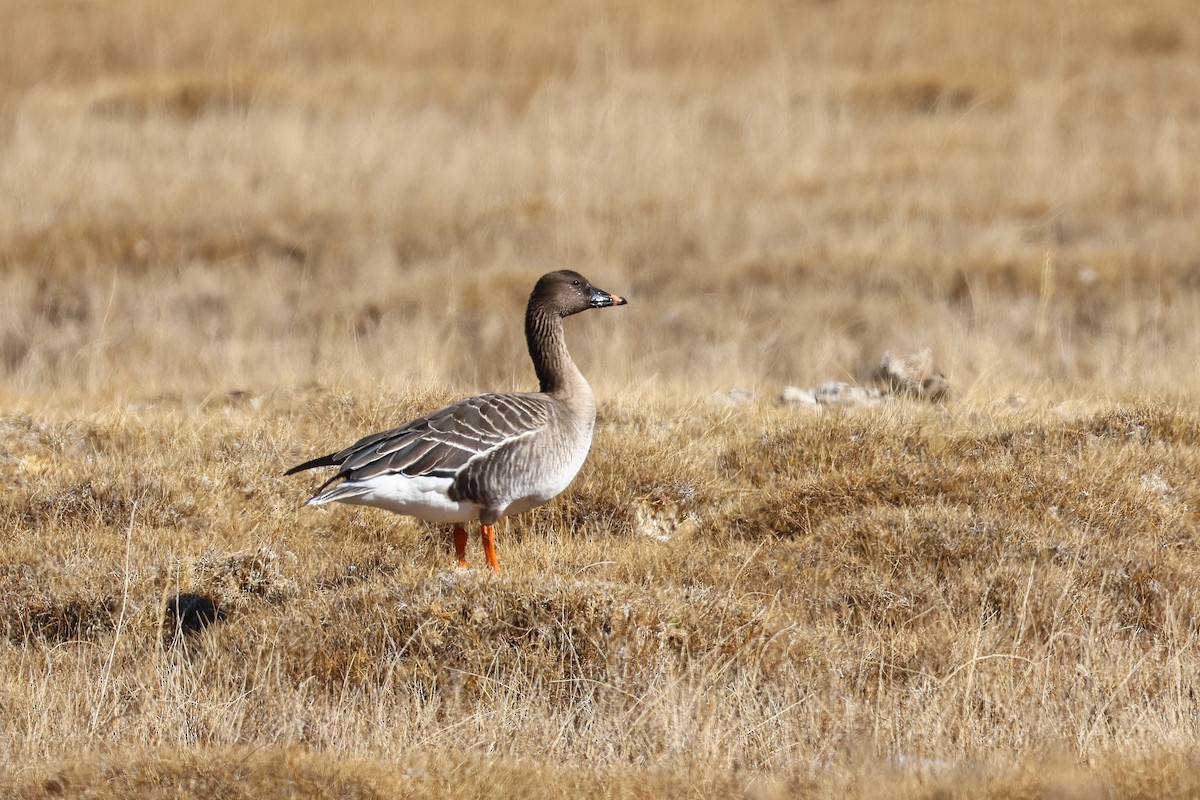 Oca granaiola della tundra - ML646046818