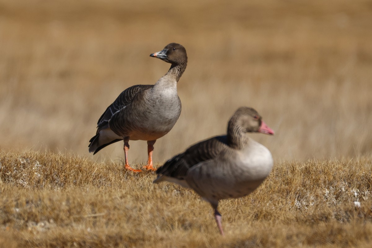 Oca granaiola della tundra - ML646046819