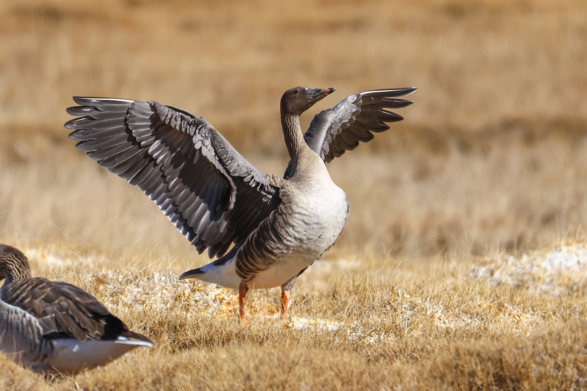 Oca granaiola della tundra - ML646046820