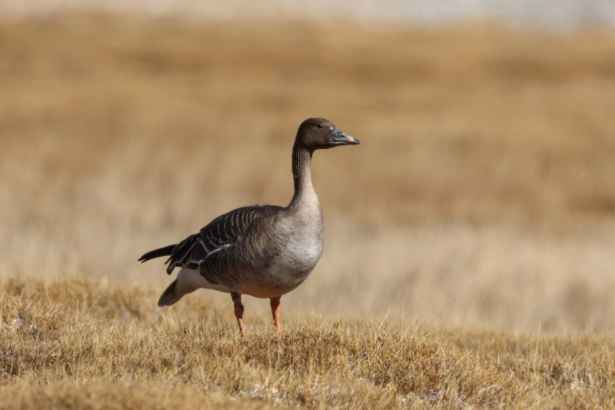 Oca granaiola della tundra - ML646046821