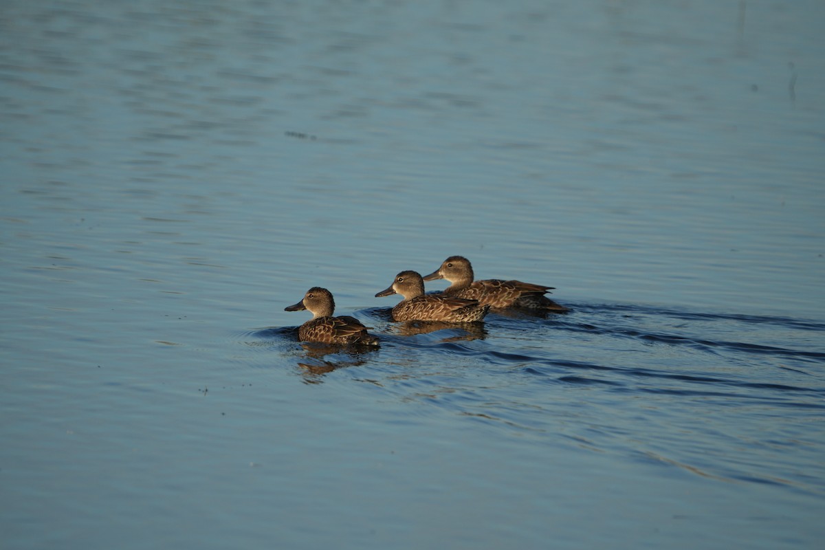 Blue-winged Teal - ML646046822