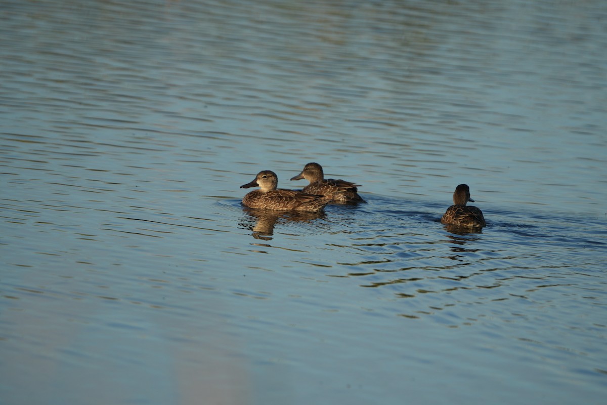 Blue-winged Teal - ML646046823